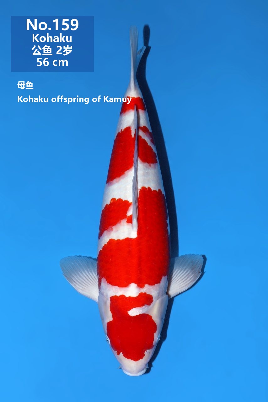 鯉