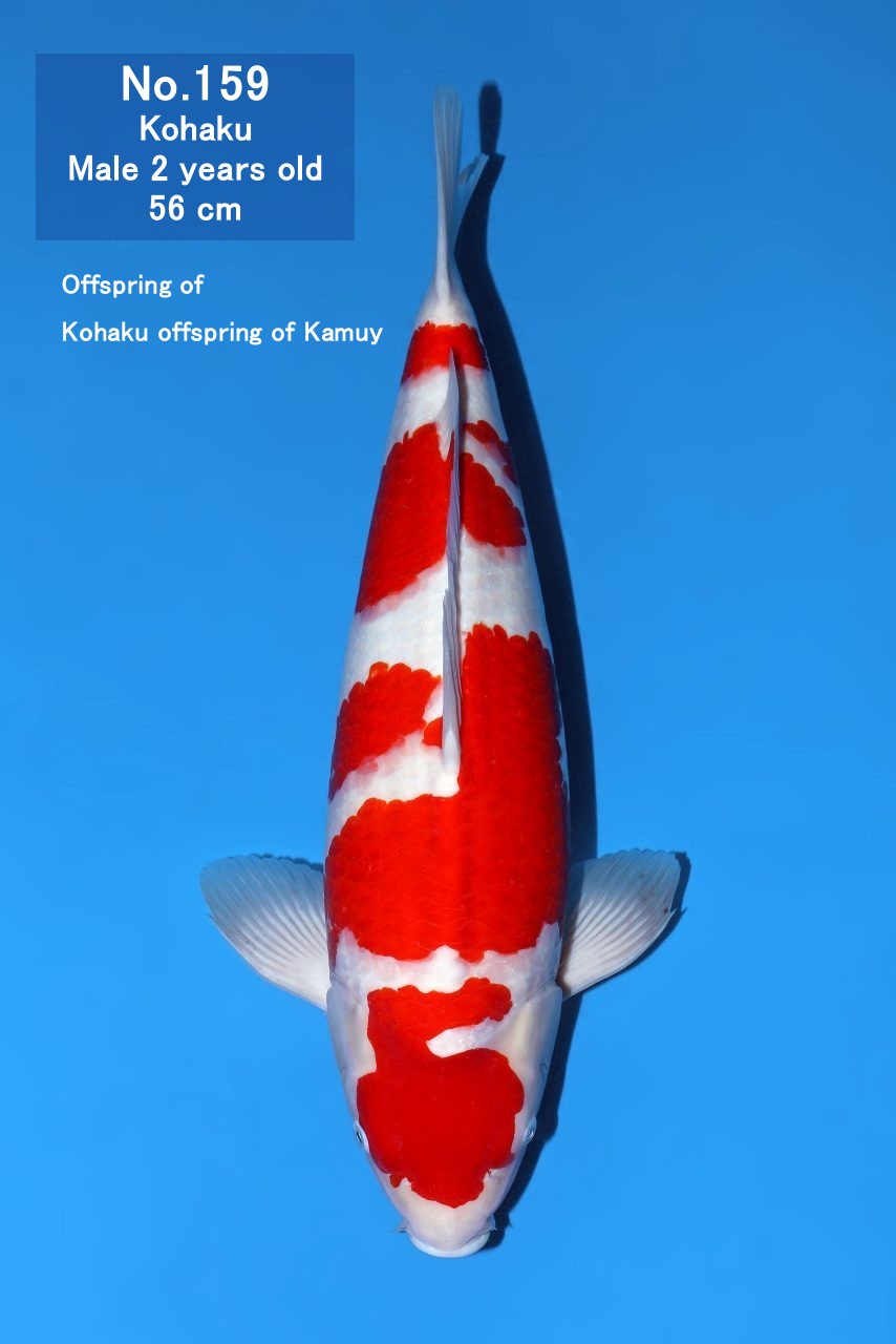 Koi