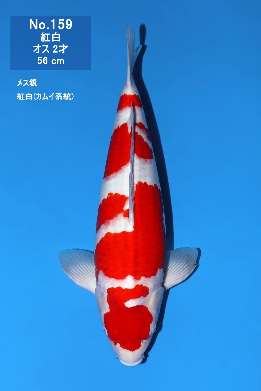 鯉