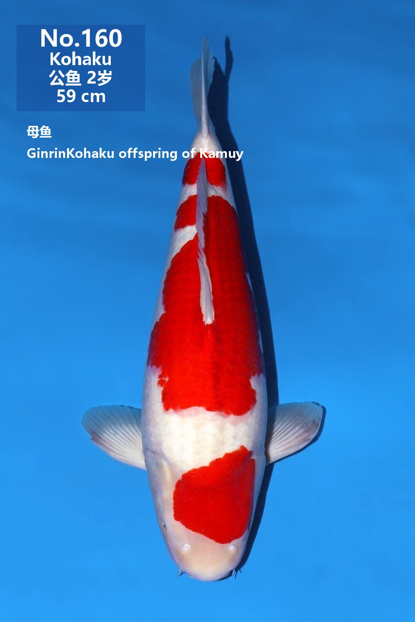鯉