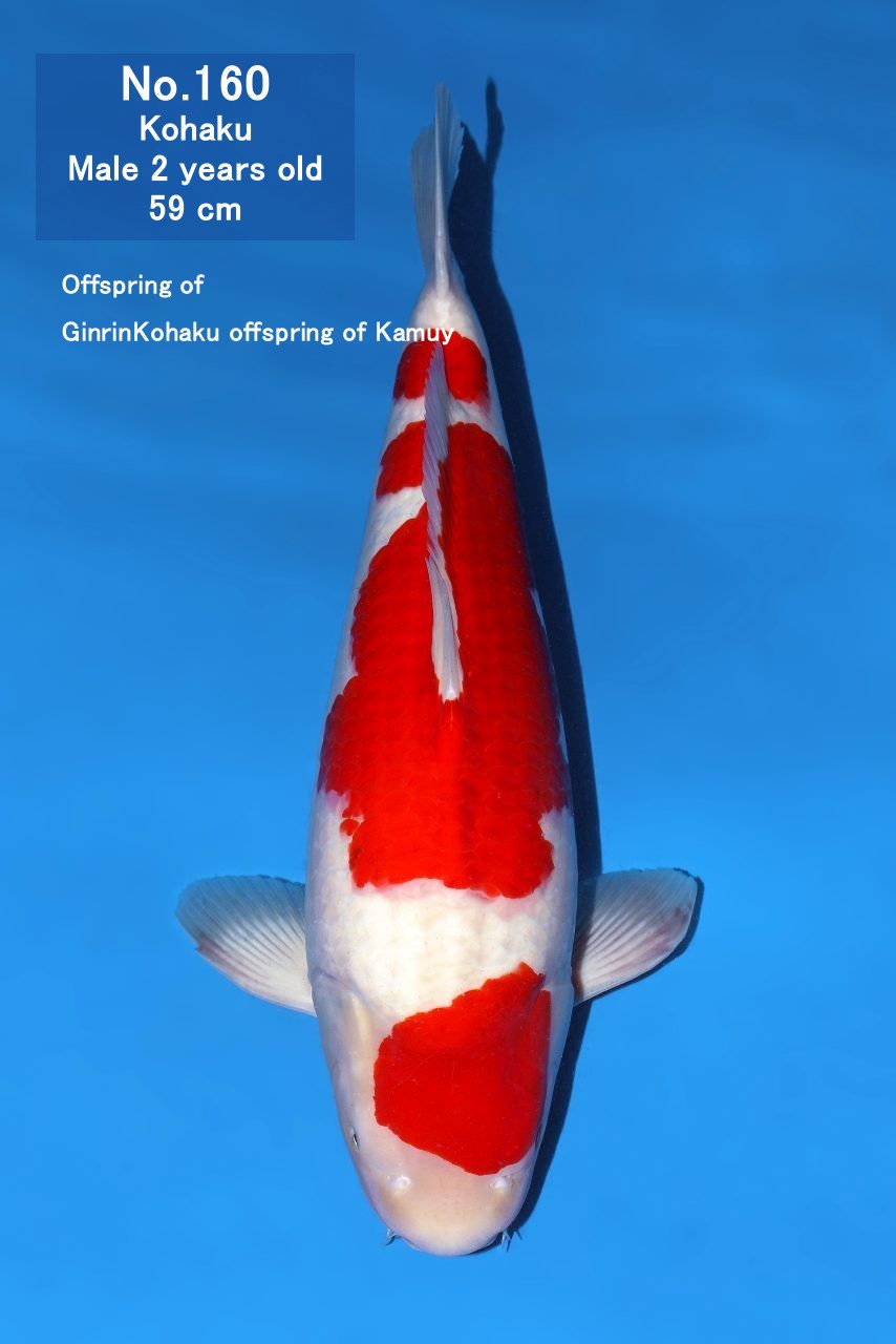 Koi
