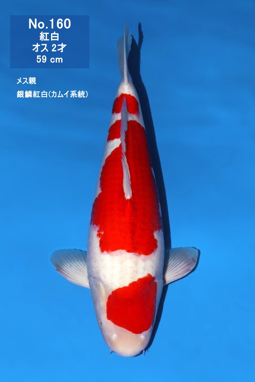 鯉