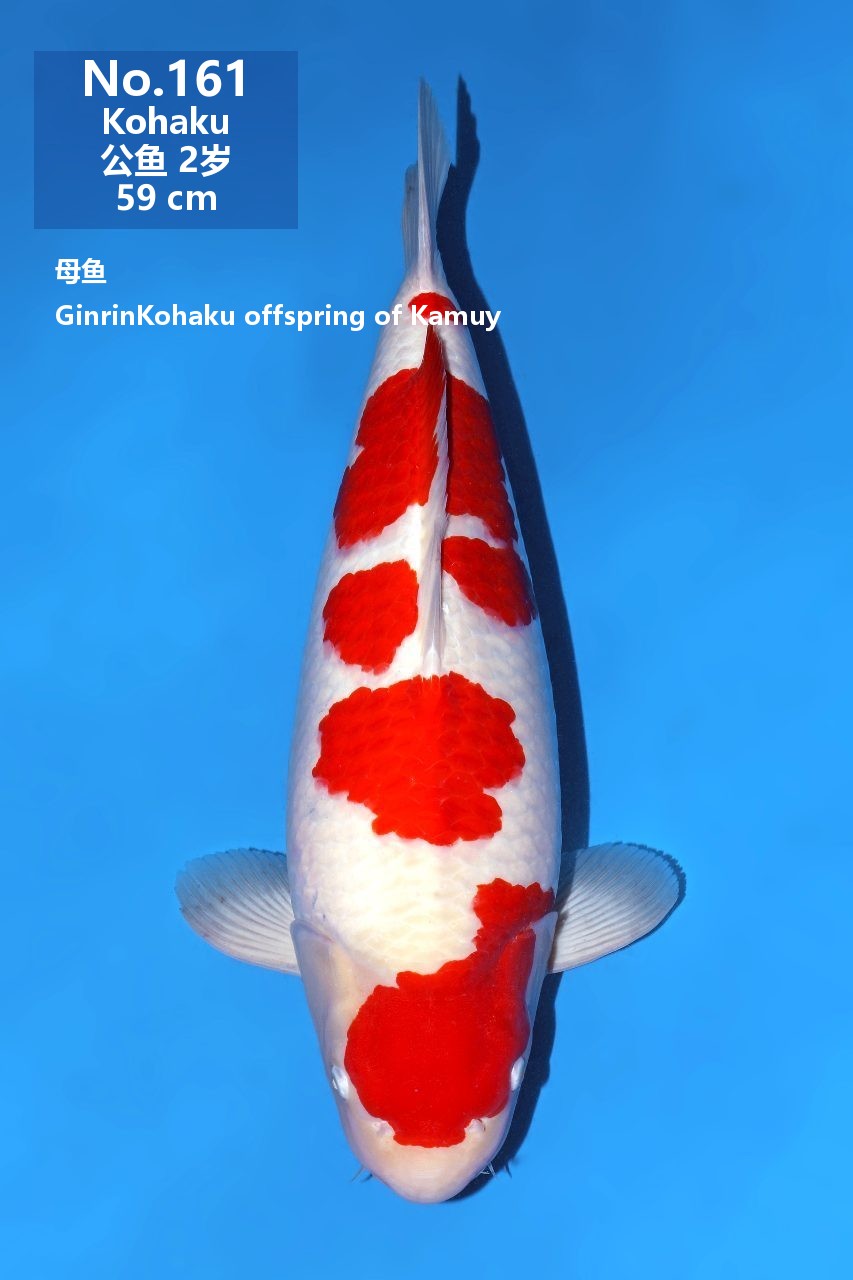 鯉