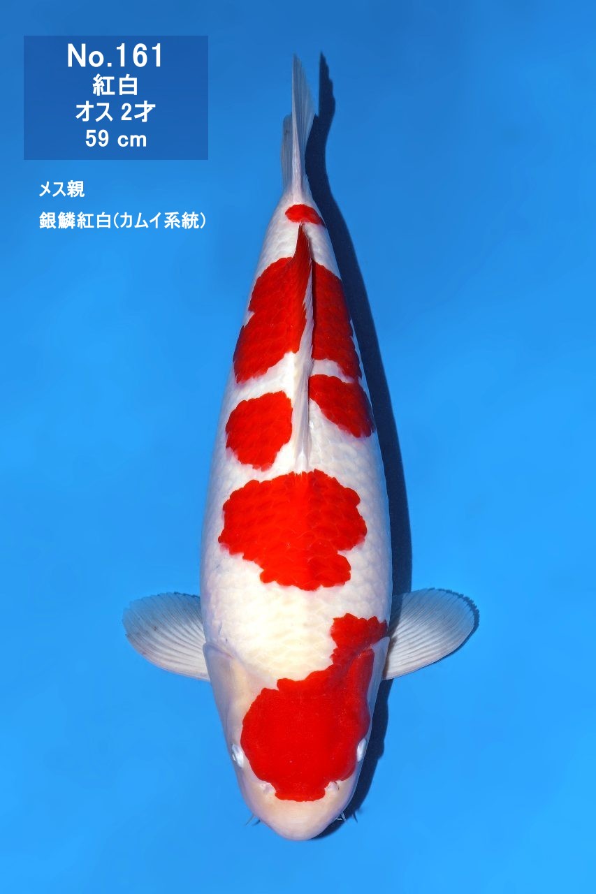 鯉