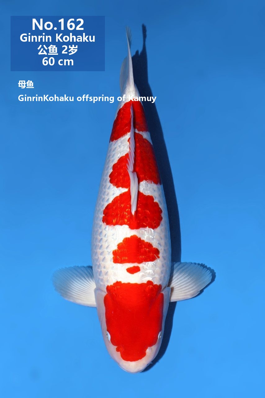 鯉