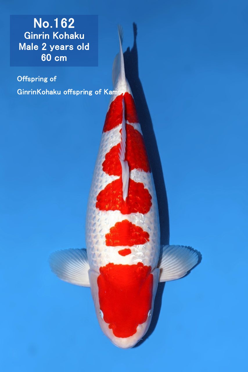 Koi
