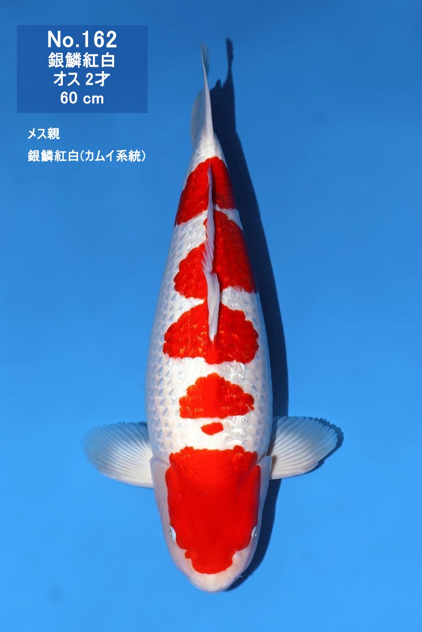 鯉