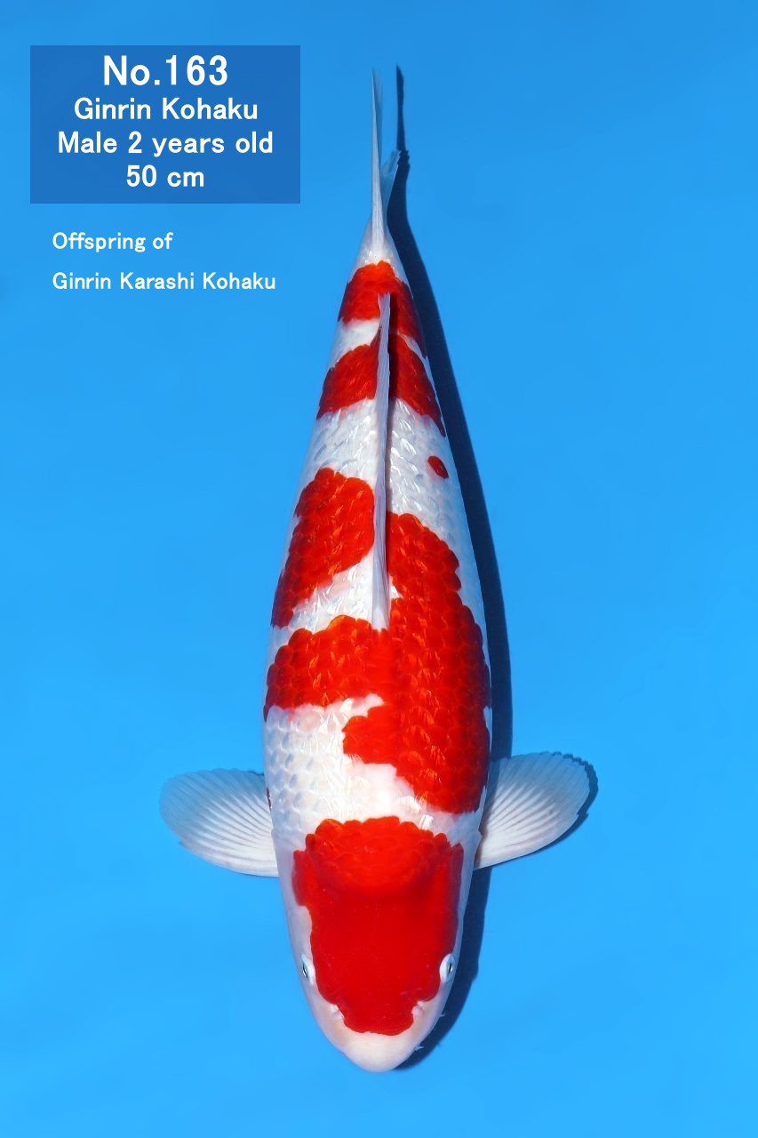Koi