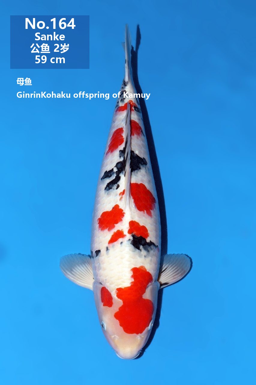 鯉