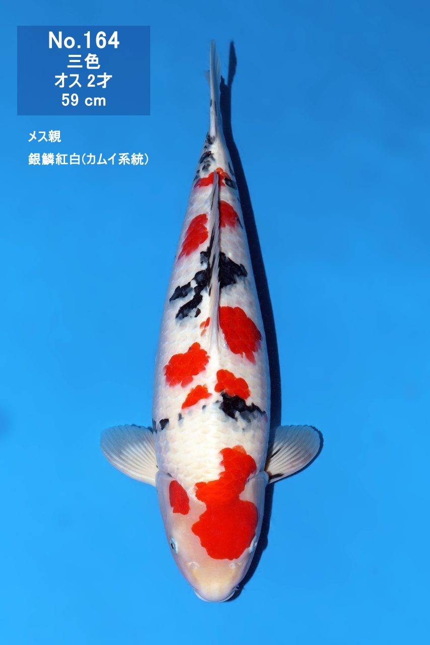 鯉