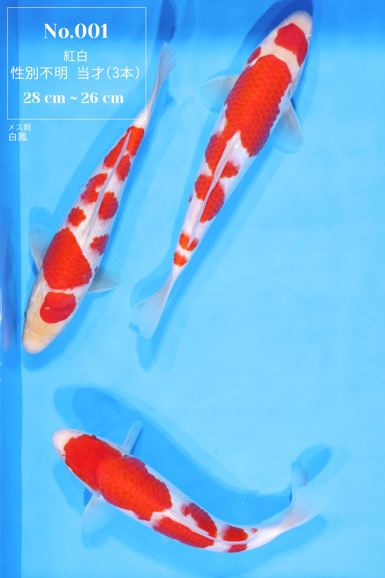 22327_thum_j.jpg?t=1768051358