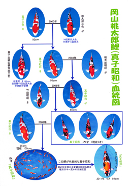 真子昭和の血統図